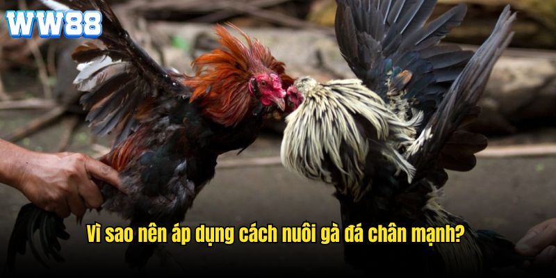 Vai trò của cách nuôi gà đá chân mạnh theo chuyên gia WW88