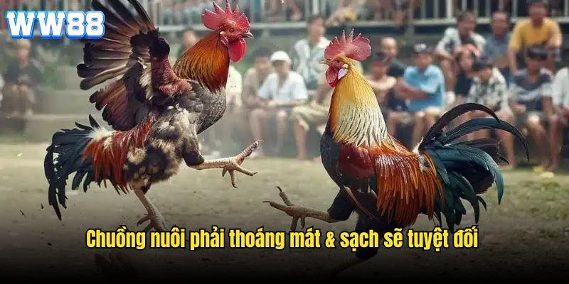 Cách nuôi gà đá chân mạnh theo các bài huấn luyện